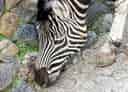 動物図鑑・チャップマンシマウマの写真 23